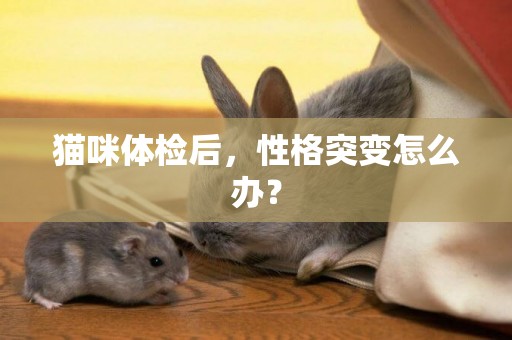 貓咪體檢后，性格突變怎么辦？