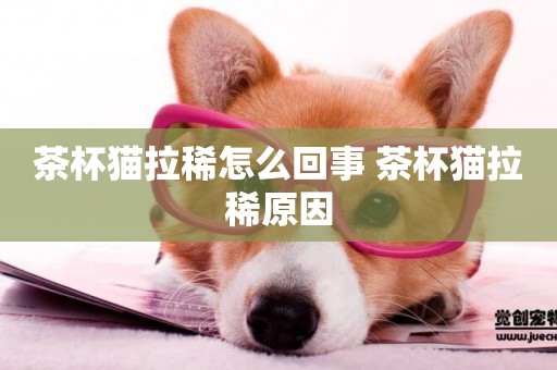 茶杯貓拉稀怎么回事 茶杯貓拉稀原因