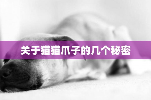 關于貓貓爪子的幾個秘密