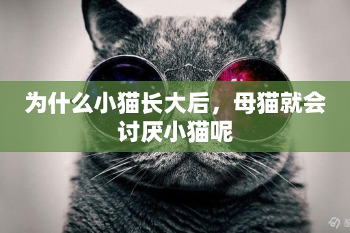 為什么小貓長大后，母貓就會討厭小貓呢