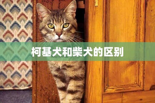柯基犬和柴犬的區別