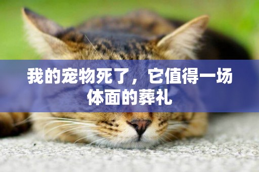 我的寵物死了，它值得一場體面的葬禮