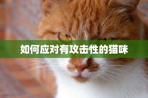 如何應對有攻擊性的貓咪