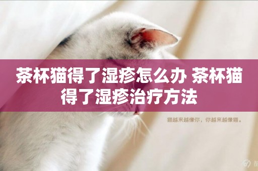 茶杯貓得了濕疹怎么辦 茶杯貓得了濕疹治療方法