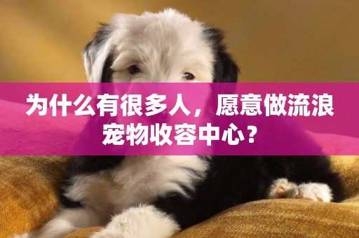 為什么有很多人，愿意做流浪寵物收容中心？
