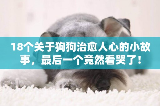 18個關于狗狗治愈人心的小故事，最后一個竟然看哭了！