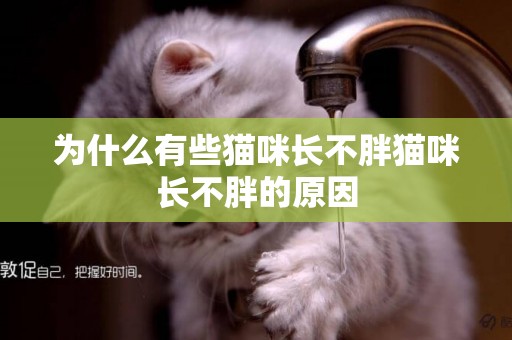 為什么有些貓咪長不胖貓咪長不胖的原因