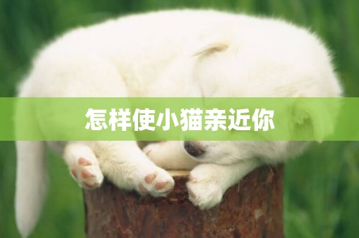 怎樣使小貓親近你