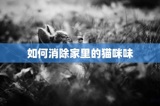 如何消除家里的貓咪味