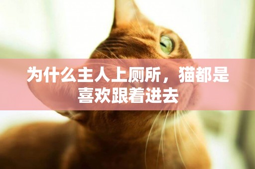 為什么主人上廁所，貓都是喜歡跟著進去