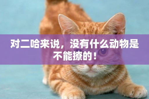 對二哈來說，沒有什么動物是不能撩的！