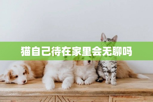 貓自己待在家里會無聊嗎