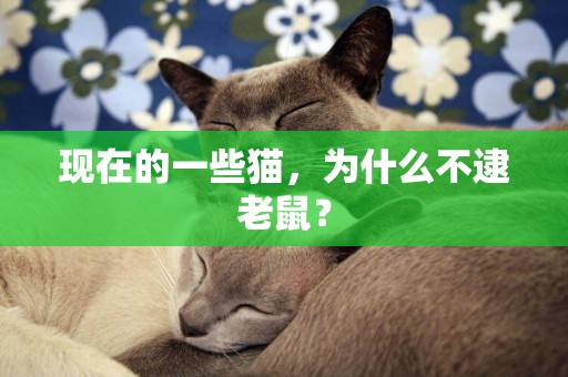 現在的一些貓，為什么不逮老鼠？