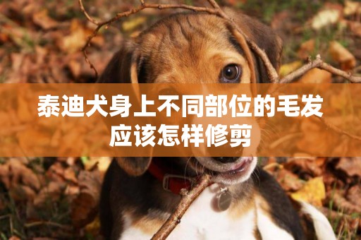 泰迪犬身上不同部位的毛發應該怎樣修剪