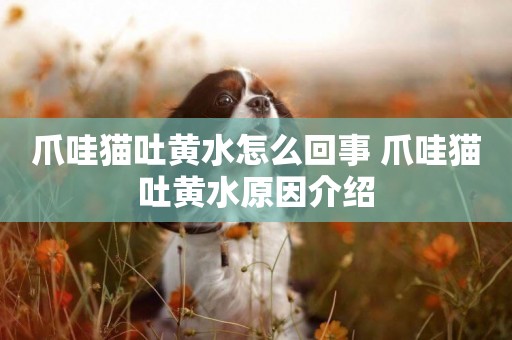爪哇貓吐黃水怎么回事 爪哇貓吐黃水原因介紹