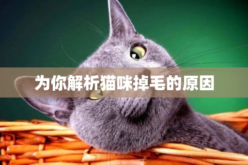 為你解析貓咪掉毛的原因