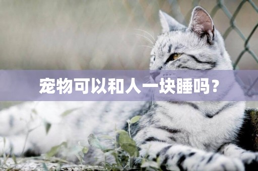 寵物可以和人一塊睡嗎？