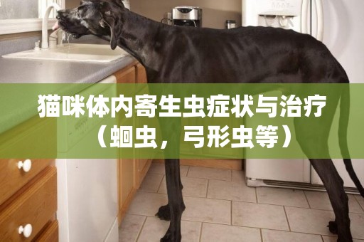 貓咪體內寄生蟲癥狀與治療（蛔蟲，弓形蟲等）