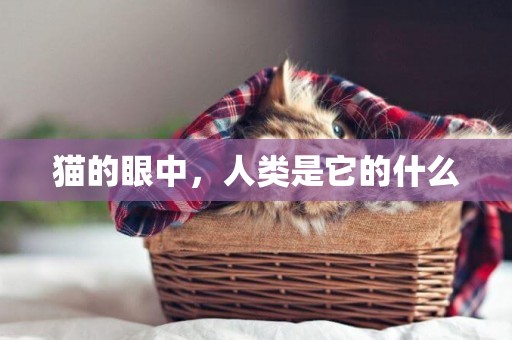 貓的眼中，人類是它的什么