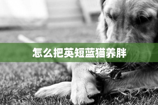怎么把英短藍貓養胖