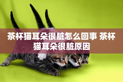 茶杯貓耳朵很臟怎么回事 茶杯貓耳朵很臟原因