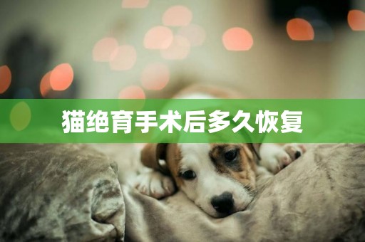 貓絕育手術后多久恢復
