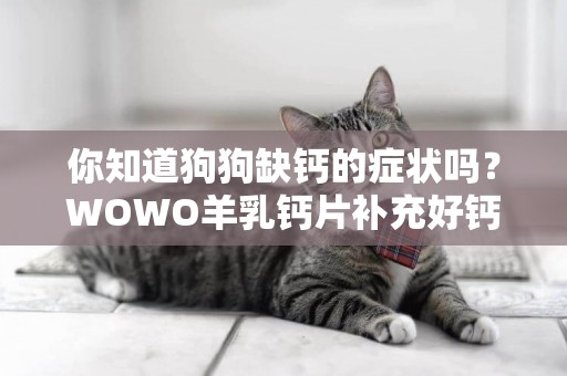你知道狗狗缺鈣的癥狀嗎？WOWO羊乳鈣片補充好鈣源