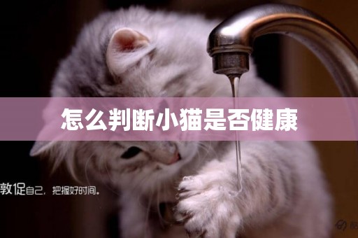 怎么判斷小貓是否健康