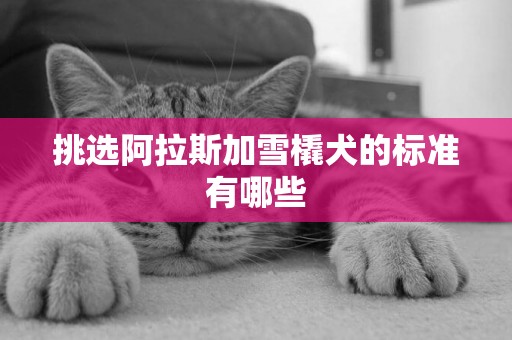 挑選阿拉斯加雪橇犬的標準有哪些