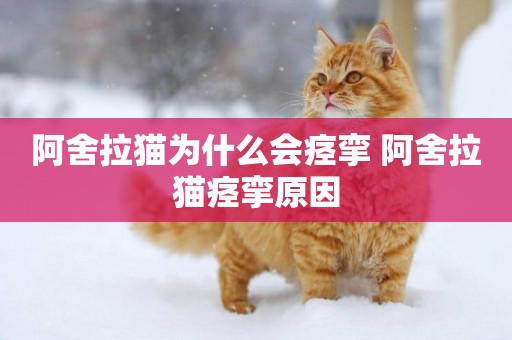 阿舍拉貓為什么會痙攣 阿舍拉貓痙攣原因