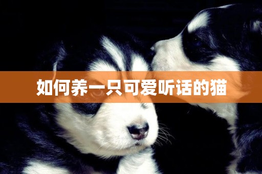 如何養一只可愛聽話的貓