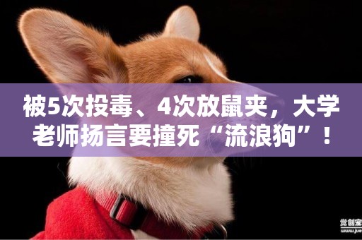 被5次投毒、4次放鼠夾，大學老師揚言要撞死“流浪狗”！