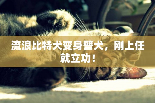 流浪比特犬變身警犬，剛上任就立功！