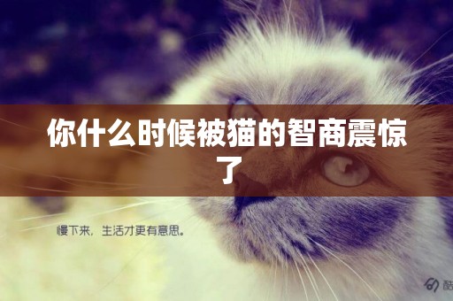 你什么時候被貓的智商震驚了