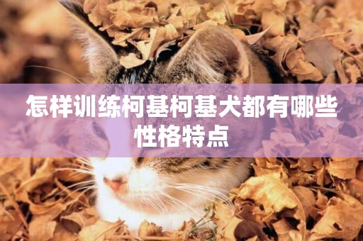 怎樣訓練柯基柯基犬都有哪些性格特點