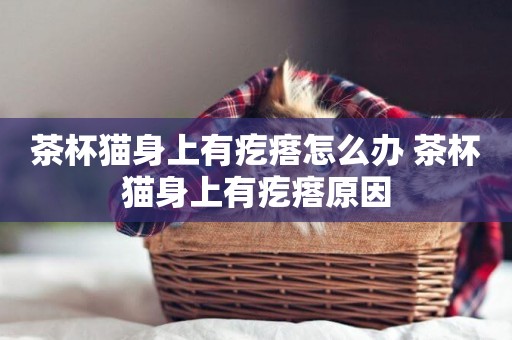 茶杯貓身上有疙瘩怎么辦 茶杯貓身上有疙瘩原因