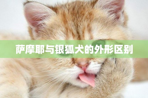 薩摩耶與銀狐犬的外形區別