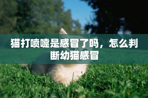 貓打噴嚏是感冒了嗎，怎么判斷幼貓感冒