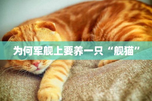 為何軍艦上要養一只“艦貓”
