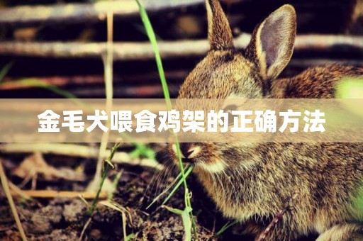 金毛犬喂食雞架的正確方法