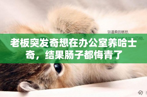 老板突發奇想在辦公室養哈士奇，結果腸子都悔青了