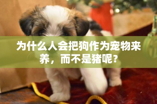 為什么人會把狗作為寵物來養，而不是豬呢？