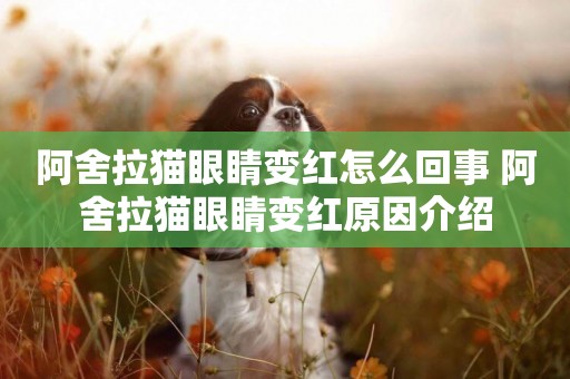 阿舍拉貓眼睛變紅怎么回事 阿舍拉貓眼睛變紅原因介紹