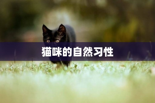 貓咪的自然習性