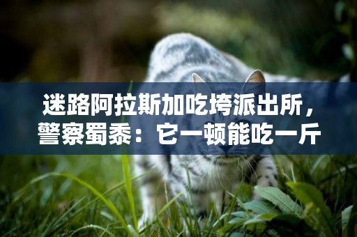迷路阿拉斯加吃垮派出所，警察蜀黍：它一頓能吃一斤狗糧！