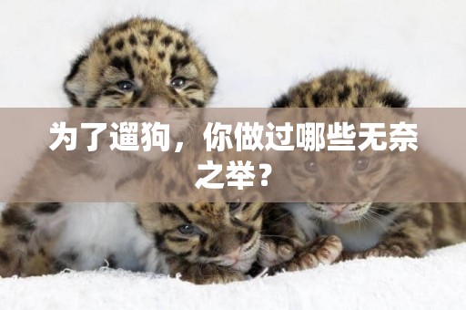 為了遛狗，你做過哪些無奈之舉？