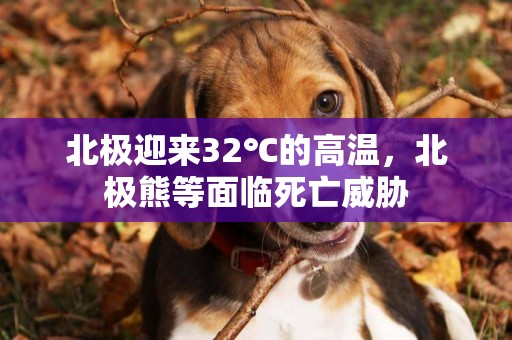 北極迎來32℃的高溫，北極熊等面臨死亡威脅