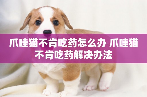 爪哇貓不肯吃藥怎么辦 爪哇貓不肯吃藥解決辦法