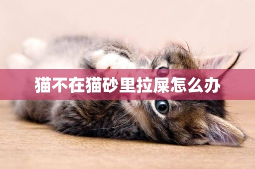 貓不在貓砂里拉屎怎么辦
