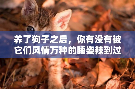 養了狗子之后，你有沒有被它們風情萬種的睡姿辣到過眼睛？